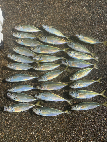 アジの釣果