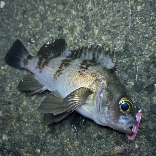 メバルの釣果