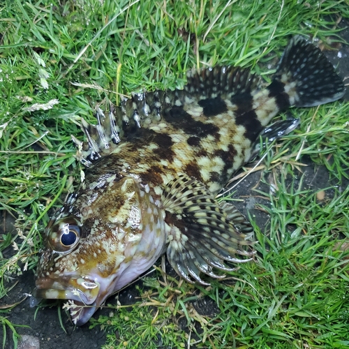 カサゴの釣果