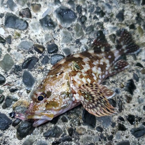 カサゴの釣果