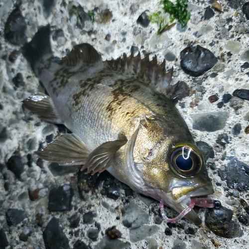 メバルの釣果