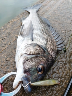 チヌの釣果