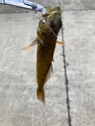 アナハゼの釣果