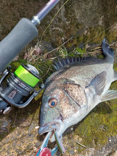 チヌの釣果