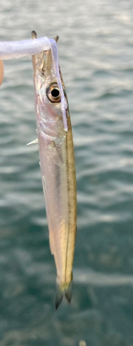 カマスの釣果