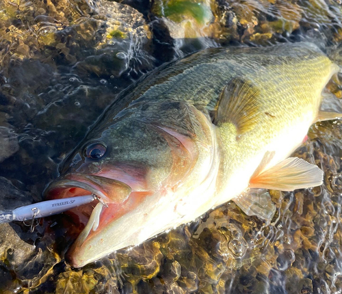 ラージマウスバスの釣果