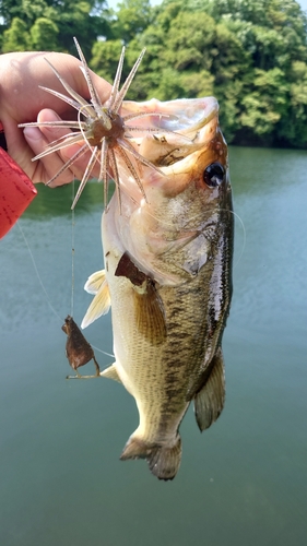 ブラックバスの釣果