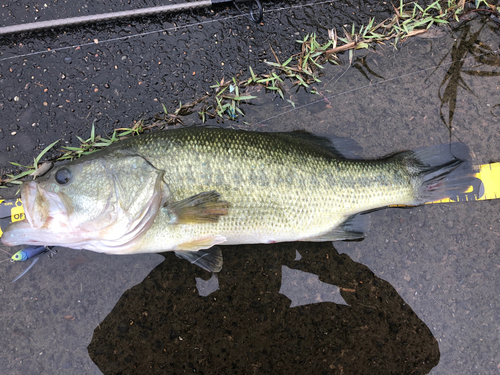 ラージマウスバスの釣果