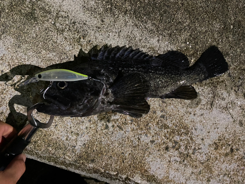 クロソイの釣果