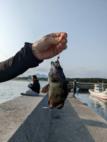 メバルの釣果