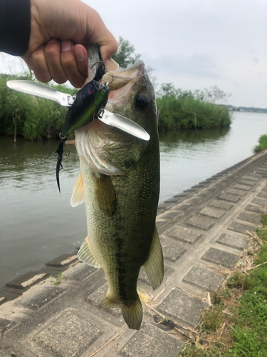 ラージマウスバスの釣果