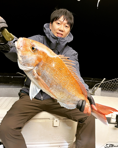 マダイの釣果