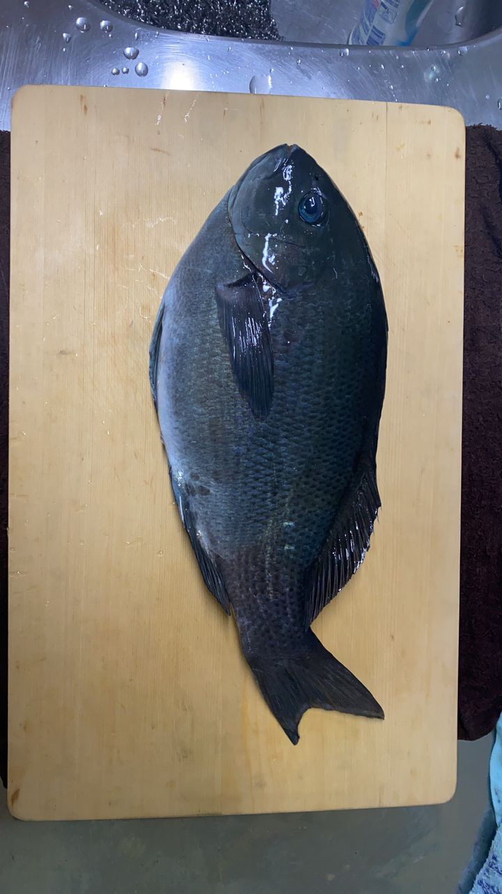 こーきちの釣りバカ日誌さんの釣果 2枚目の画像