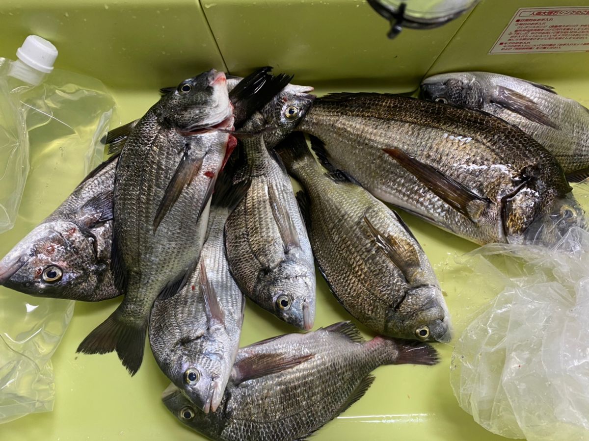 こーきちの釣りバカ日誌さんの釣果 2枚目の画像