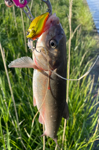 ウグイの釣果