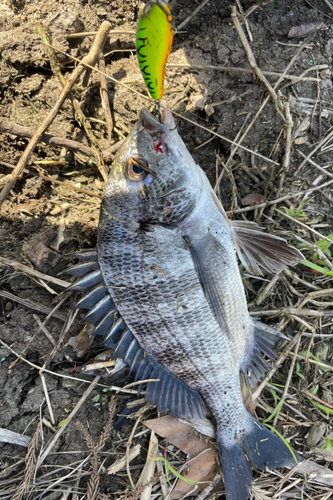 チヌの釣果