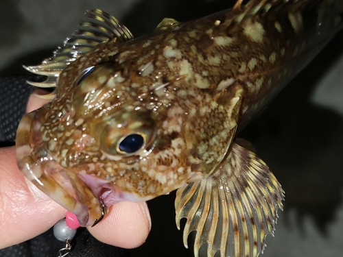 ガシラの釣果