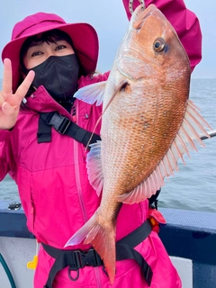 マダイの釣果