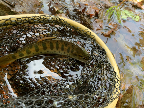 ヤマメの釣果