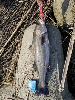 スズキの釣果