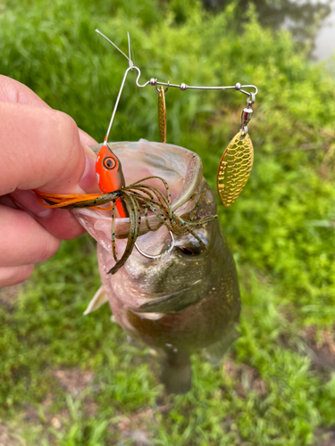 ブラックバスの釣果