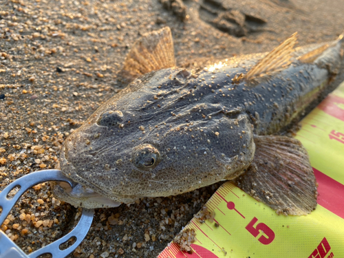 マゴチの釣果