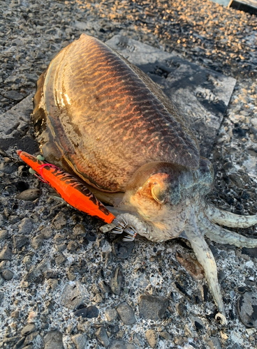 コウイカの釣果