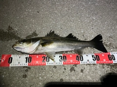 シーバスの釣果