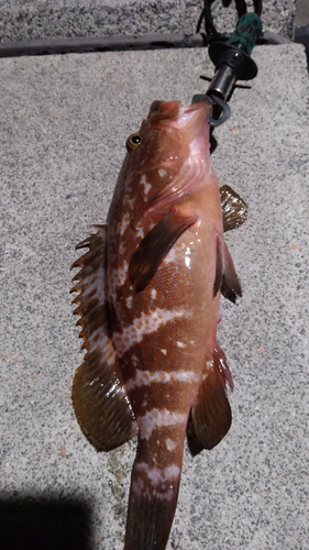 アコウの釣果