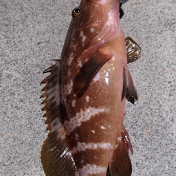 こですけの釣果