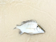 釣果