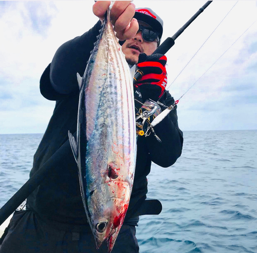 カツオの釣果