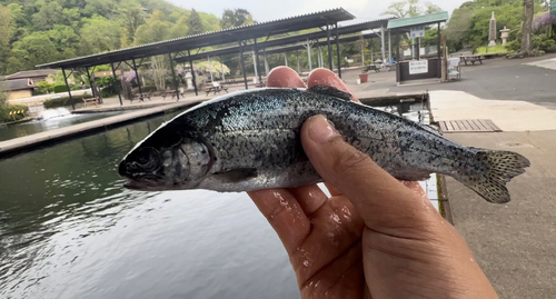 ニジマスの釣果