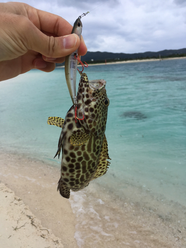 イシミーバイの釣果