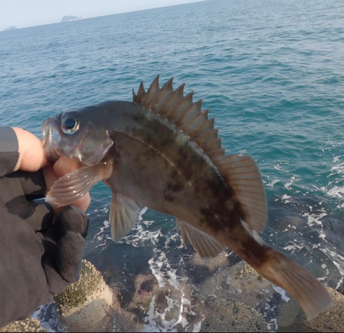 クロメバルの釣果