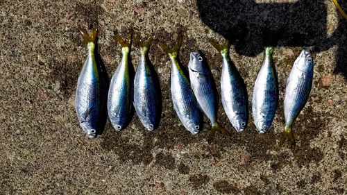 タカベの釣果