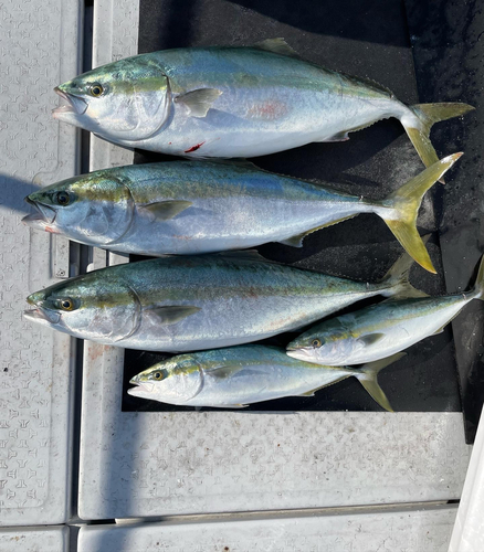 ハマチの釣果