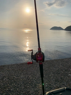 アコウの釣果