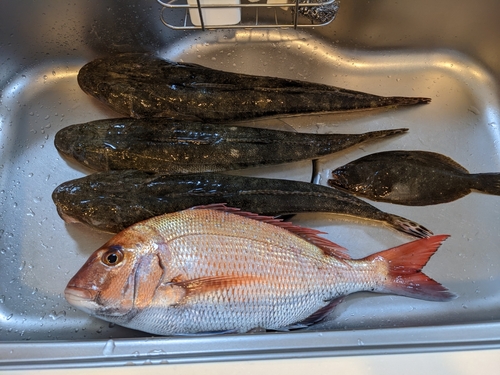 マゴチの釣果