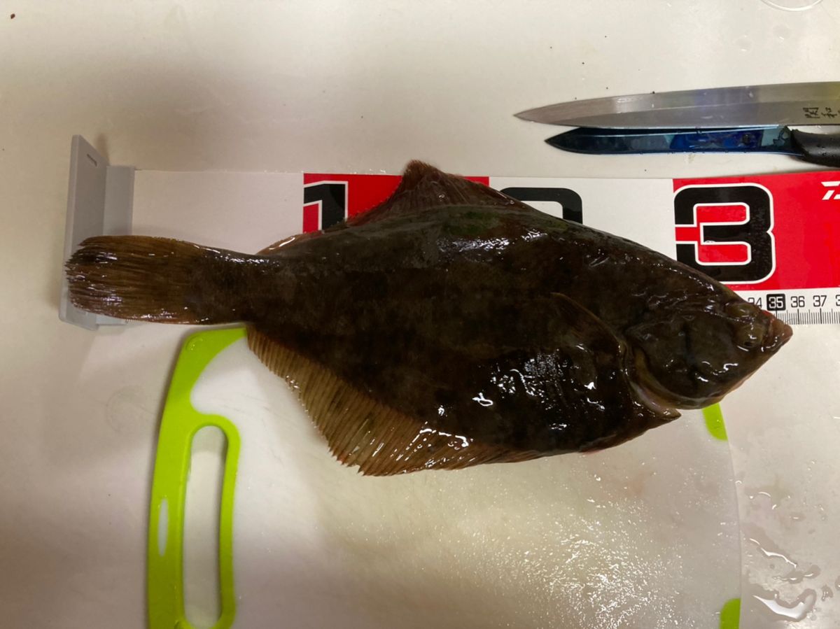 カレイ
