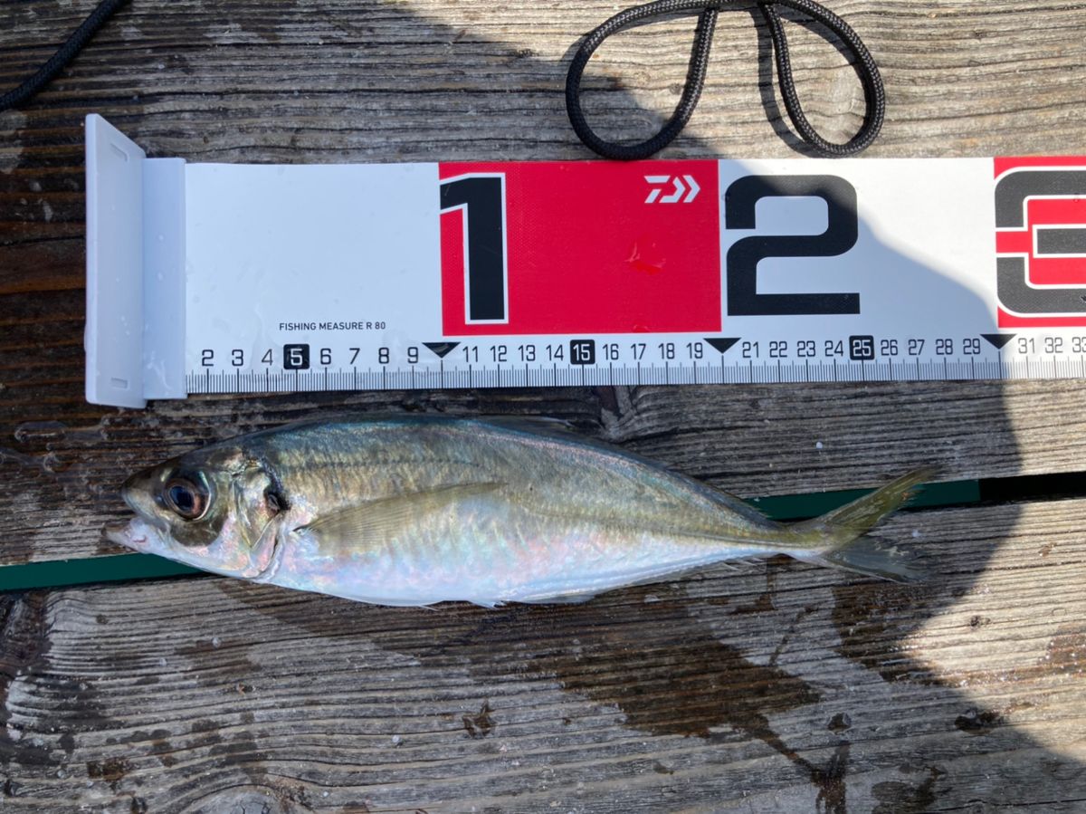 アジ猫さんの釣果 2枚目の画像