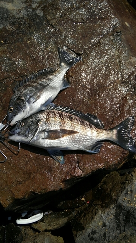 クロダイの釣果