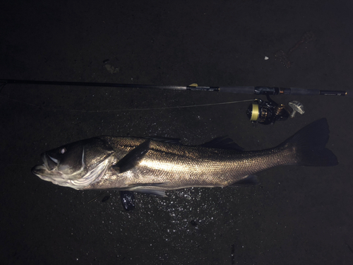 スズキの釣果