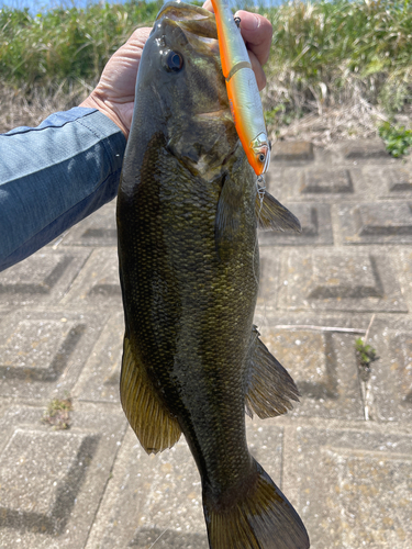 スモールマウスバスの釣果