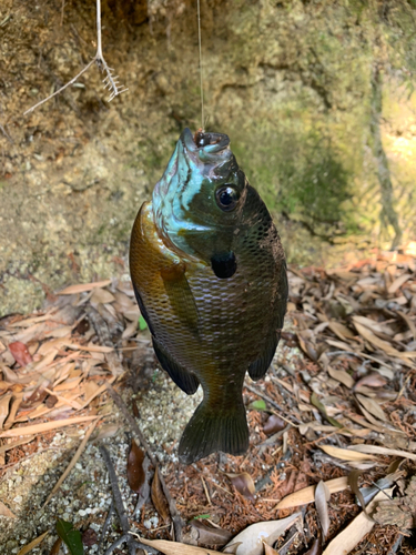 ブルーギルの釣果