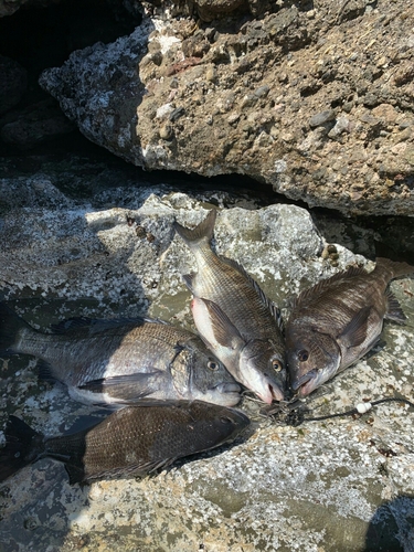 クロダイの釣果