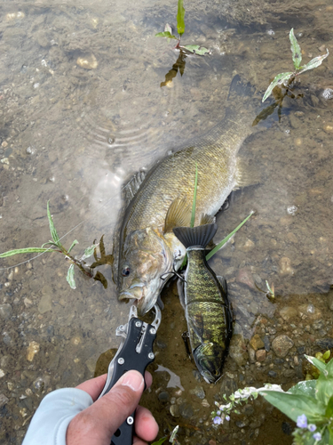 スモールマウスバスの釣果