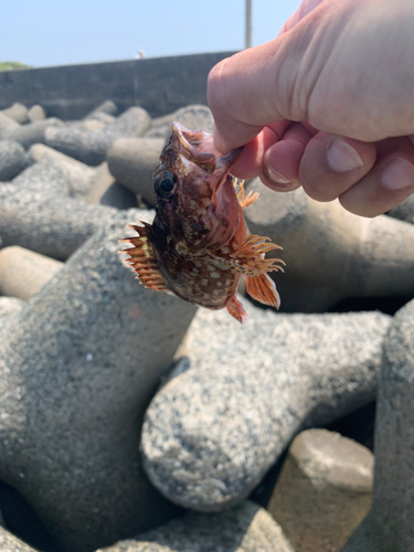 アラカブの釣果