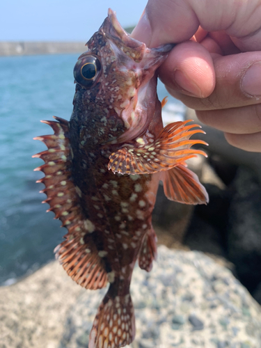 アラカブの釣果