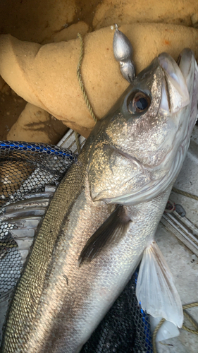 タイの釣果